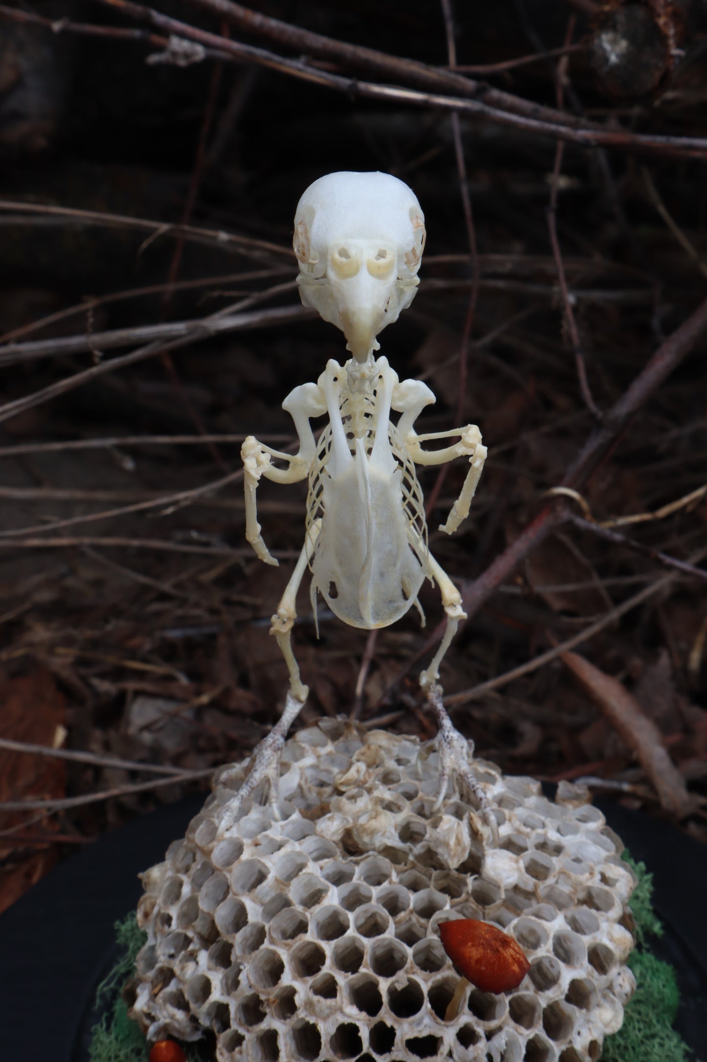 Articulated Parakeet Skeleton with Sclerotic Rings