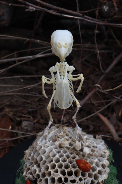 Articulated Parakeet Skeleton with Sclerotic Rings