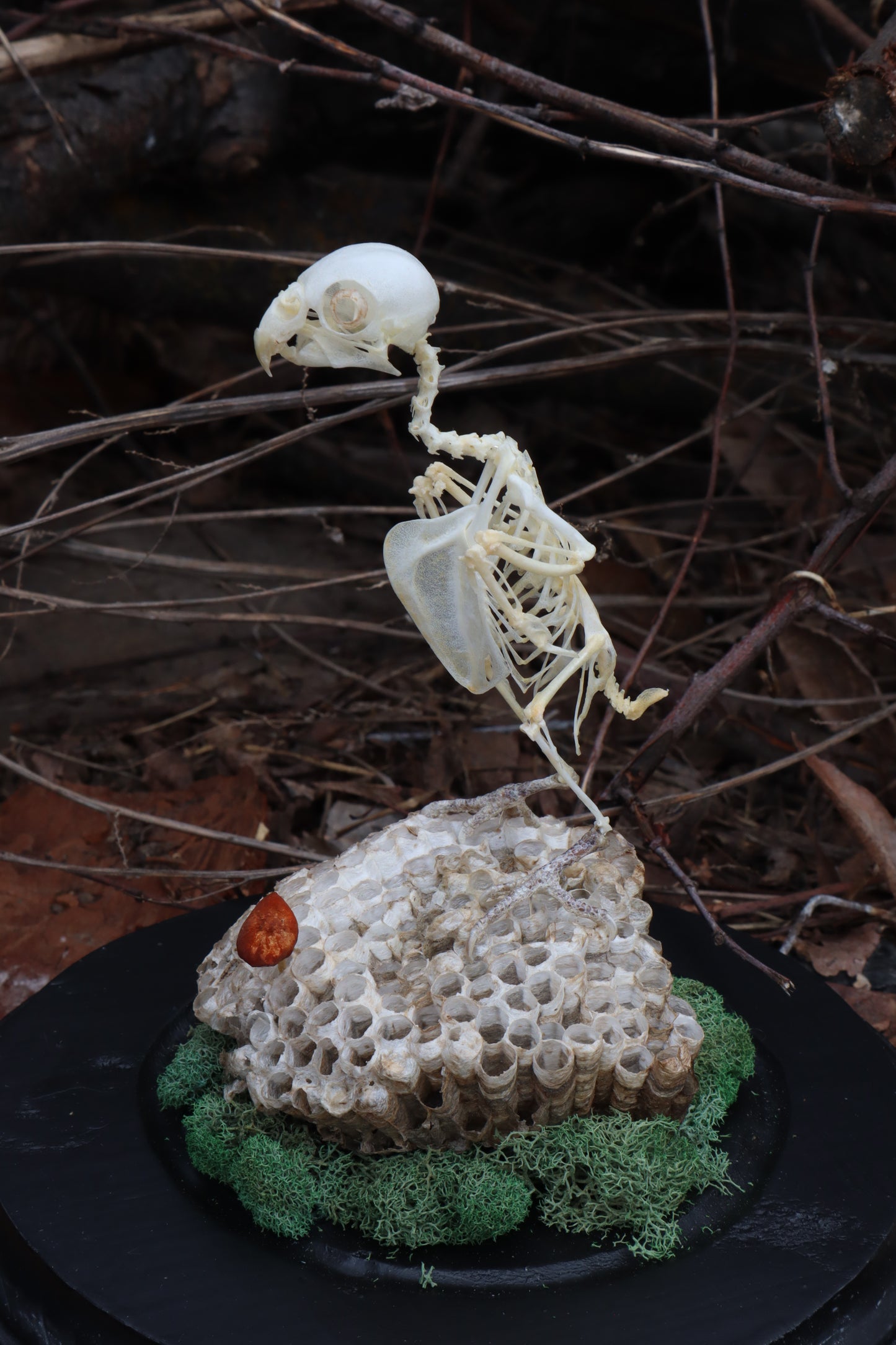 Articulated Parakeet Skeleton with Sclerotic Rings