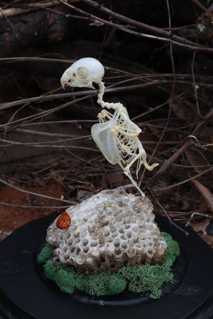 Articulated Parakeet Skeleton with Sclerotic Rings