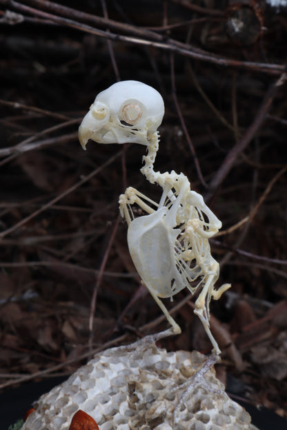Articulated Parakeet Skeleton with Sclerotic Rings