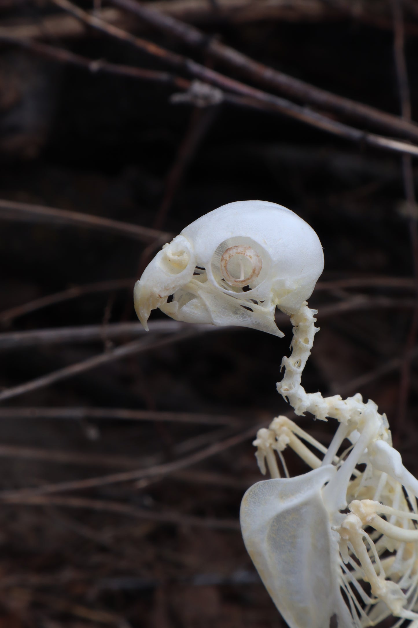 Articulated Parakeet Skeleton with Sclerotic Rings