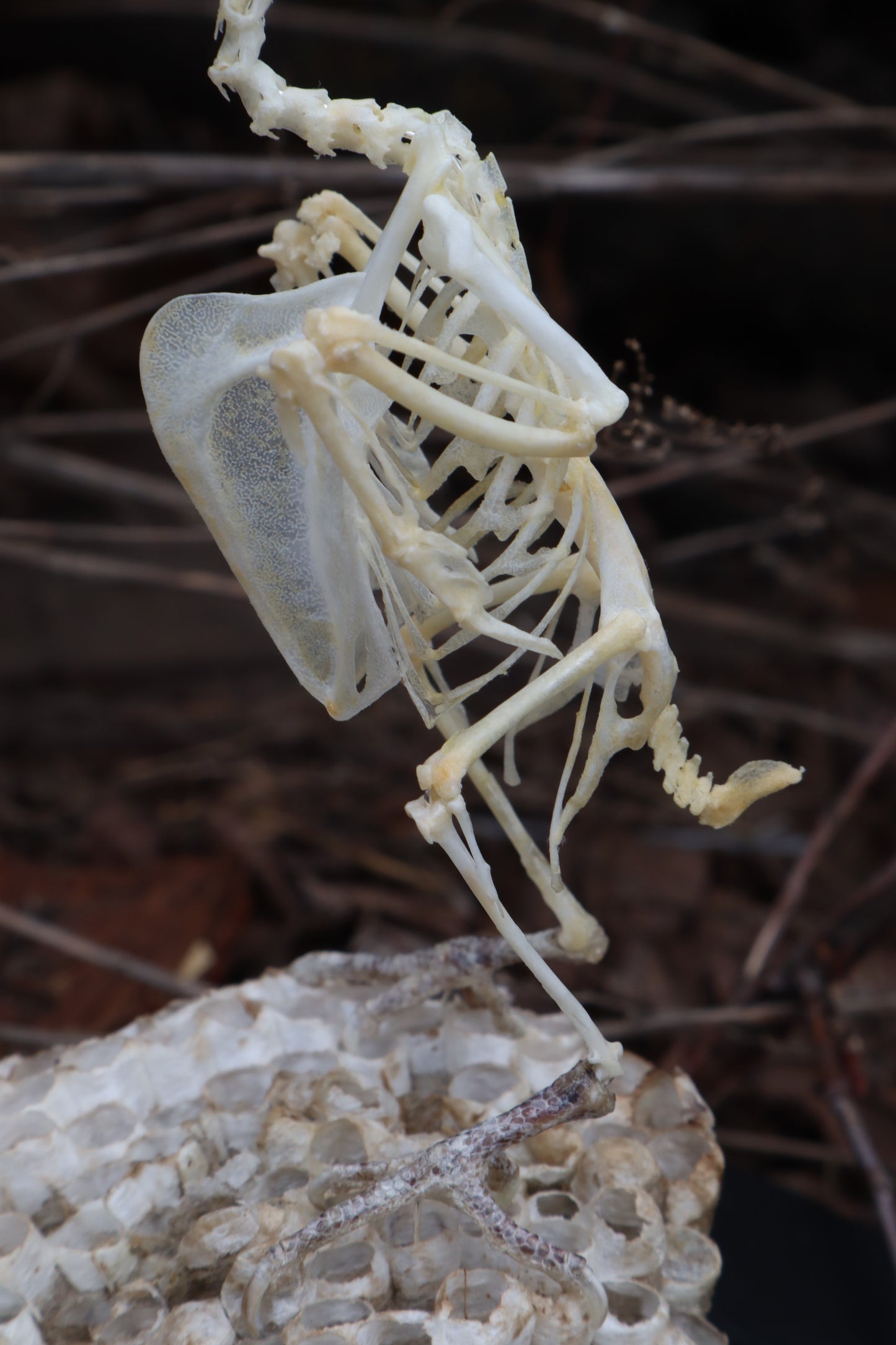 Articulated Parakeet Skeleton with Sclerotic Rings