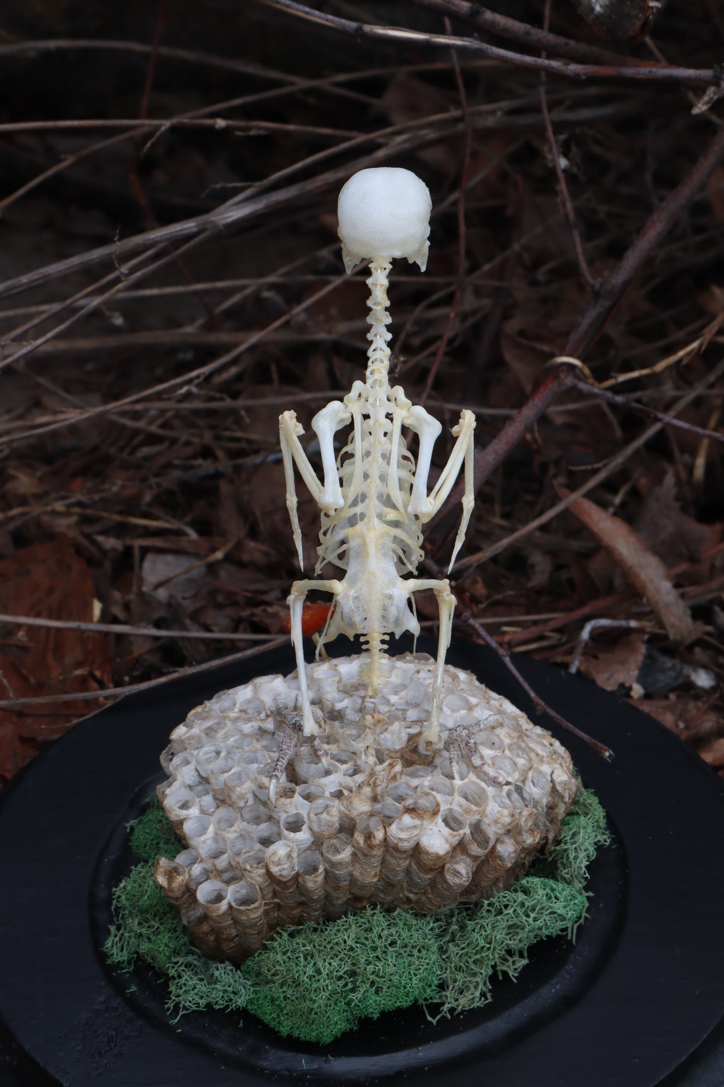 Articulated Parakeet Skeleton with Sclerotic Rings