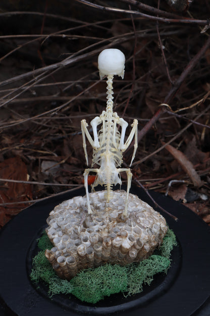 Articulated Parakeet Skeleton with Sclerotic Rings