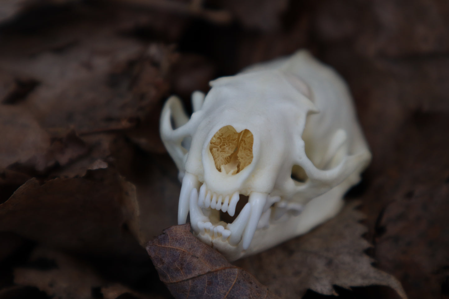 Reserved for Kaitlyn Michelle - Mink Skull