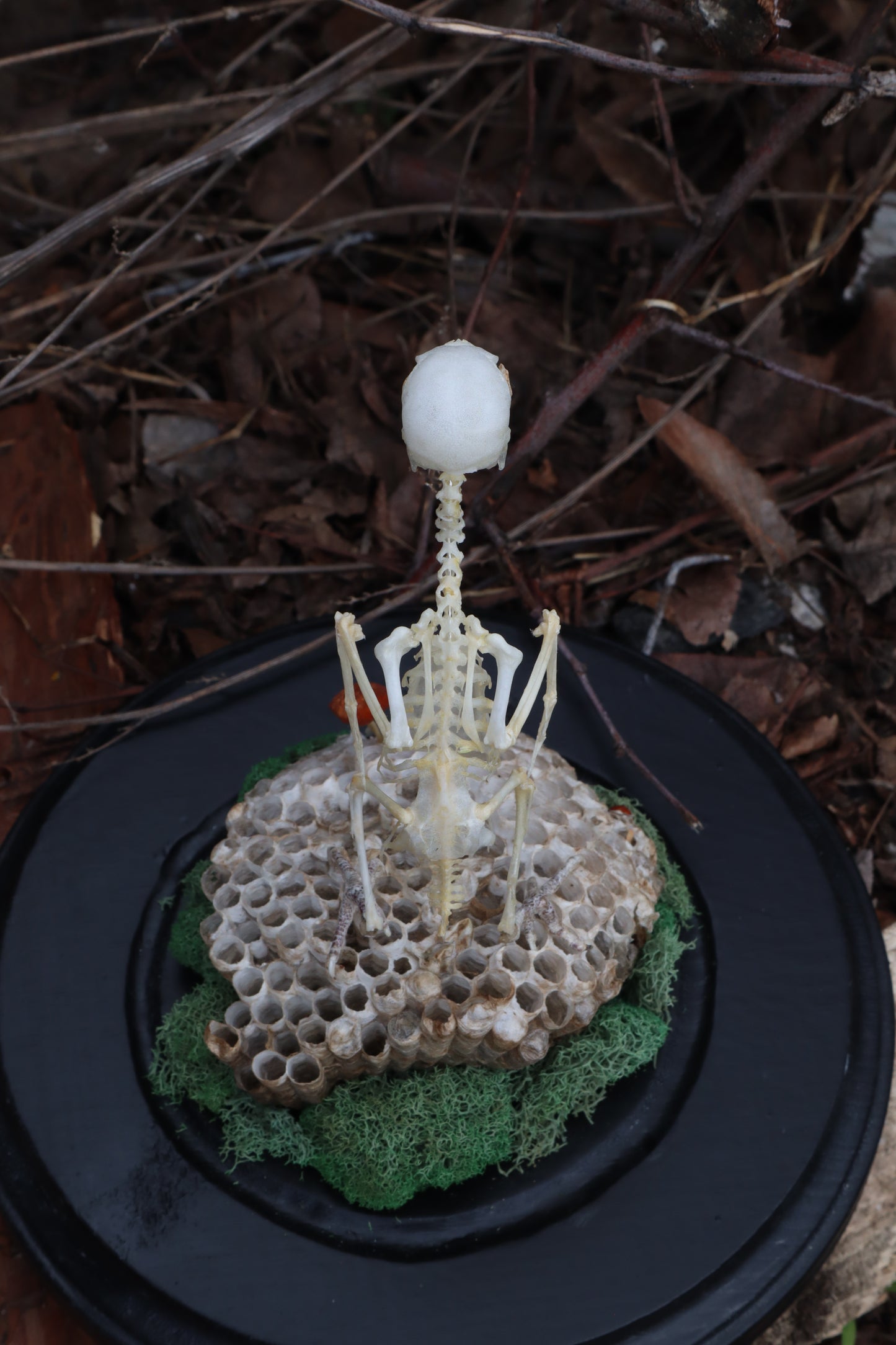 Articulated Parakeet Skeleton with Sclerotic Rings