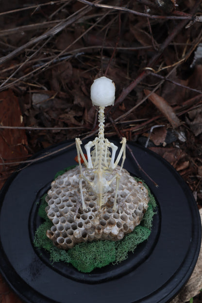 Articulated Parakeet Skeleton with Sclerotic Rings