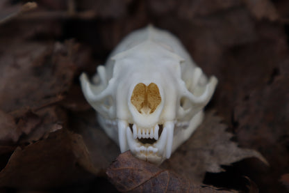 Reserved for Kaitlyn Michelle - Mink Skull