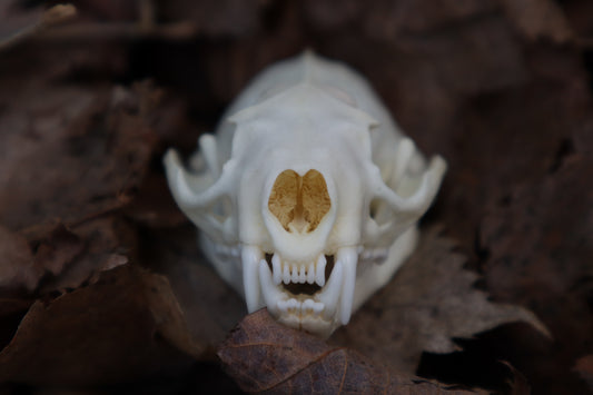 Reserved for Kaitlyn Michelle - Mink Skull