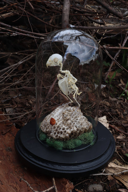 Articulated Parakeet Skeleton with Sclerotic Rings