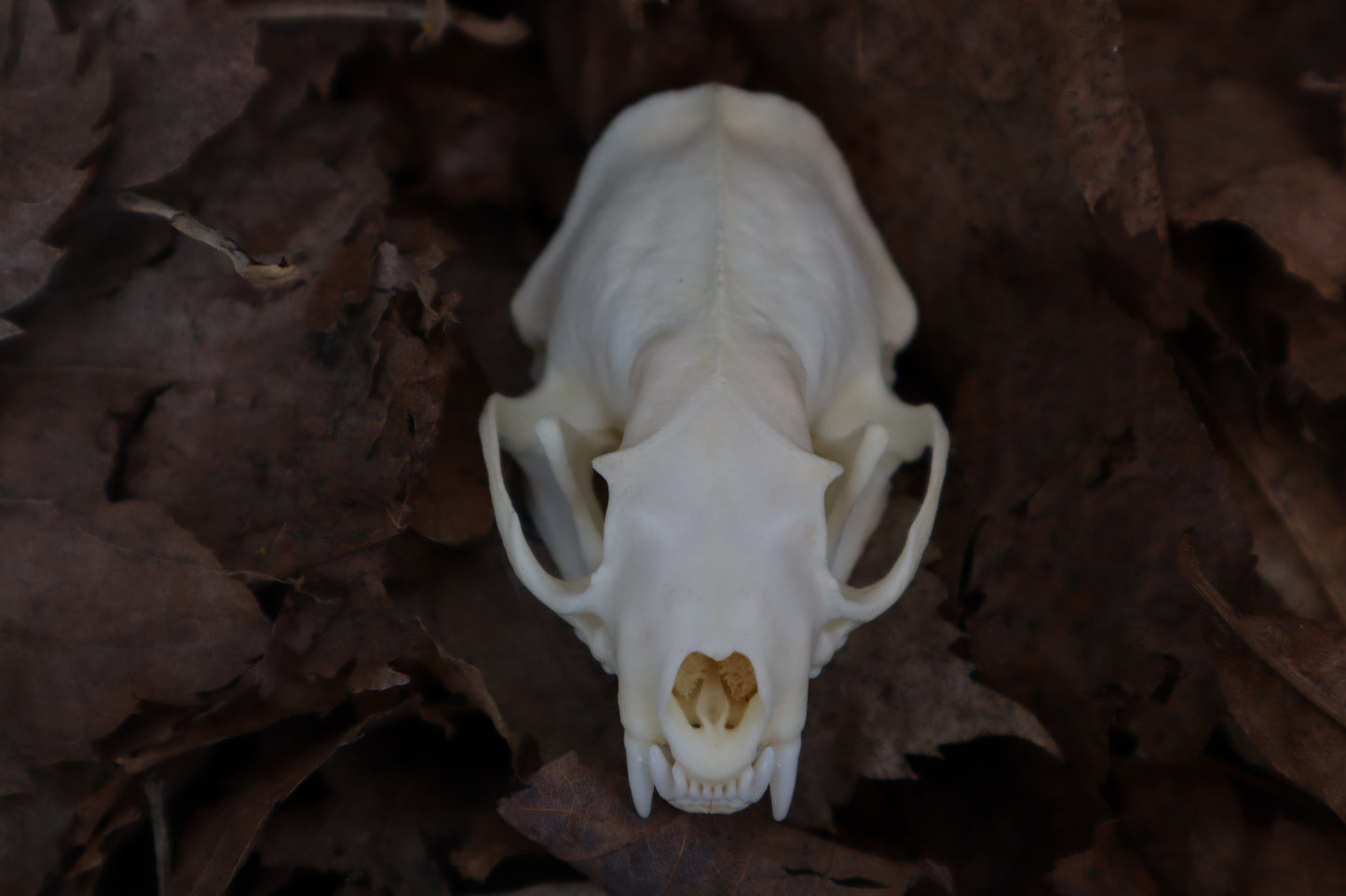 Reserved for Kaitlyn Michelle - Mink Skull
