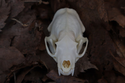 Reserved for Kaitlyn Michelle - Mink Skull