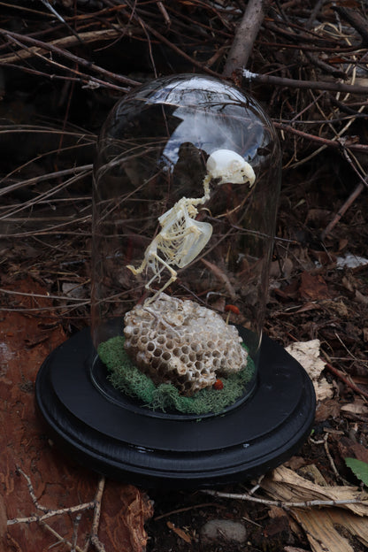 Articulated Parakeet Skeleton with Sclerotic Rings