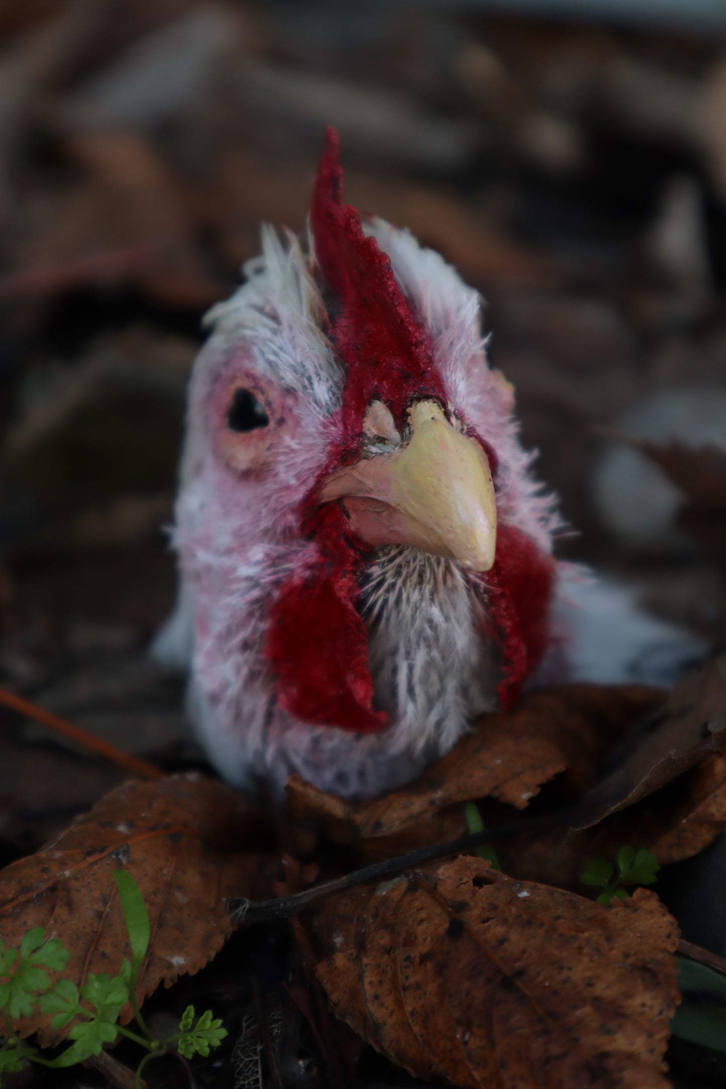 Taxidermy Chicken Head