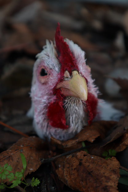 Taxidermy Chicken Head