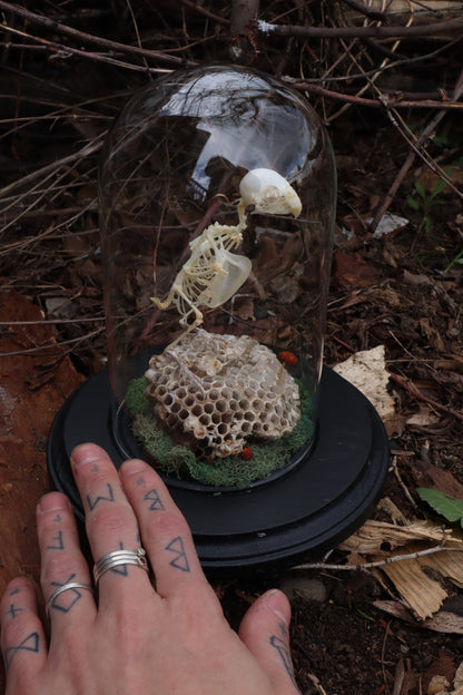 Articulated Parakeet Skeleton with Sclerotic Rings