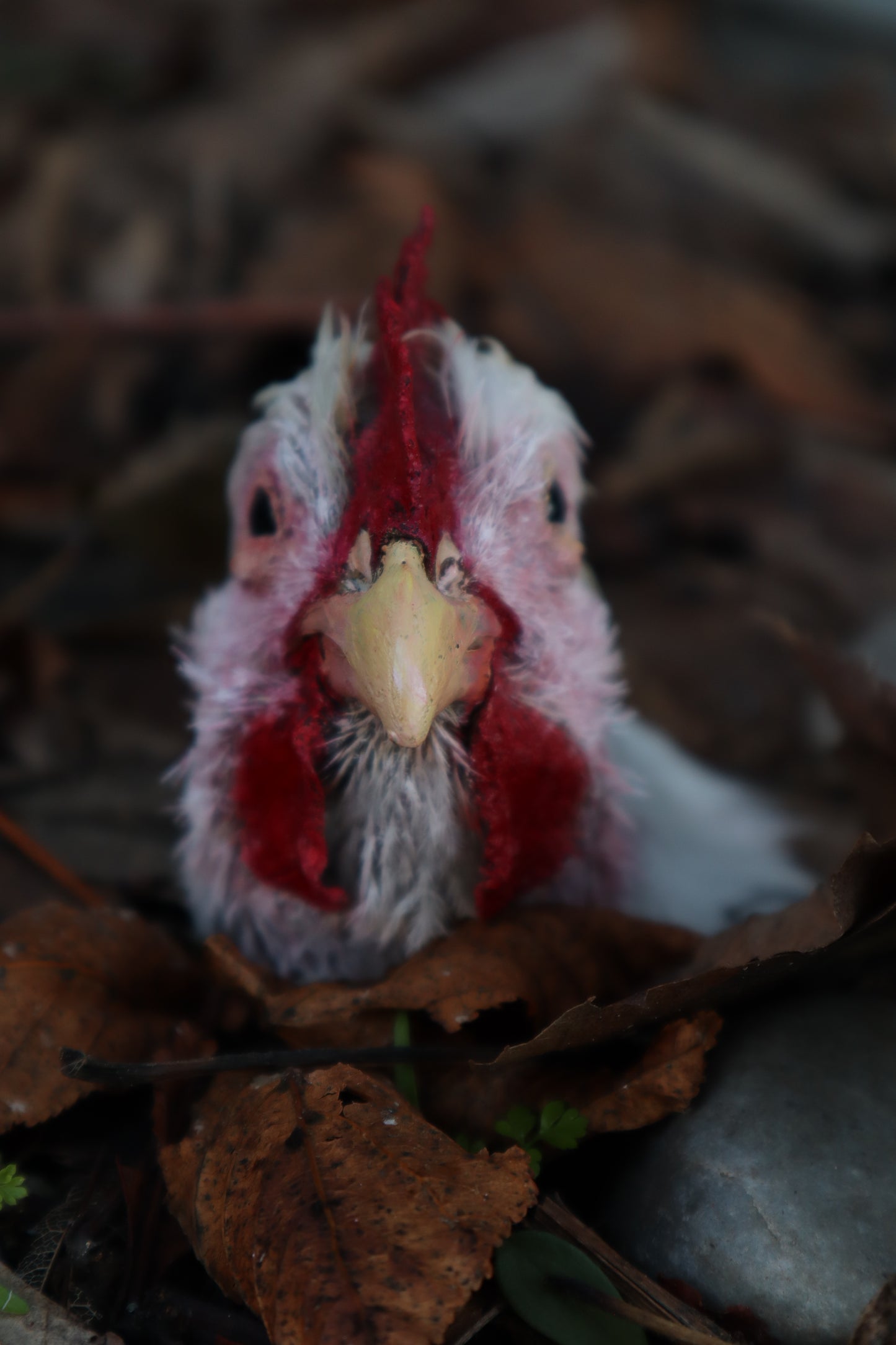 Taxidermy Chicken Head