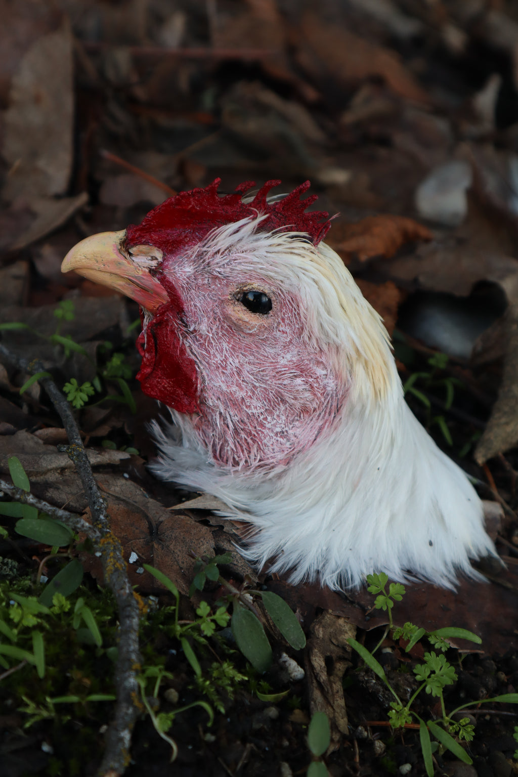 Taxidermy Chicken Head