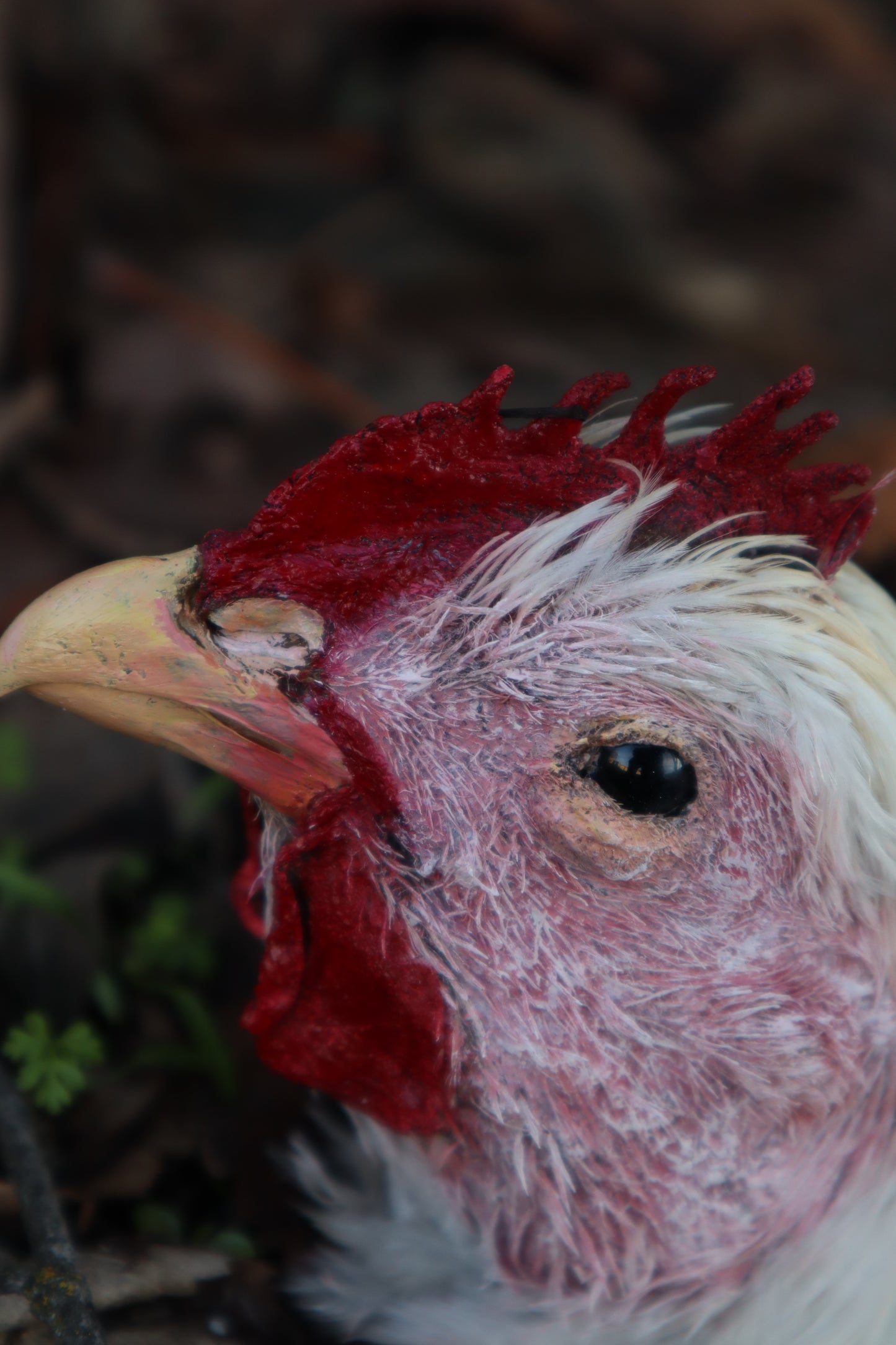 Taxidermy Chicken Head
