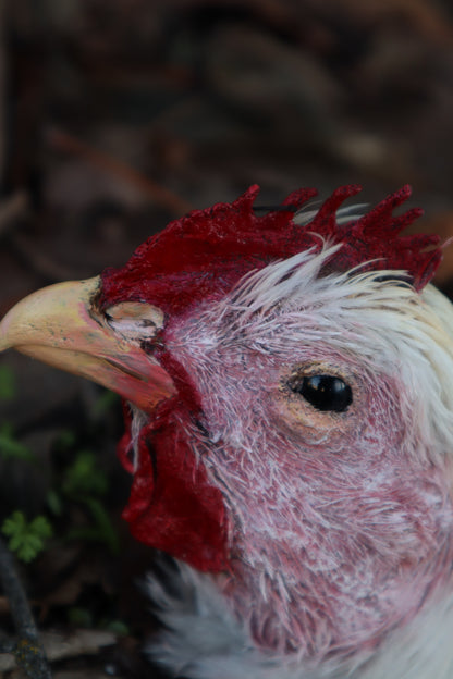 Taxidermy Chicken Head
