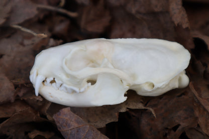 Reserved for Kaitlyn Michelle - Mink Skull