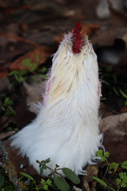 Taxidermy Chicken Head