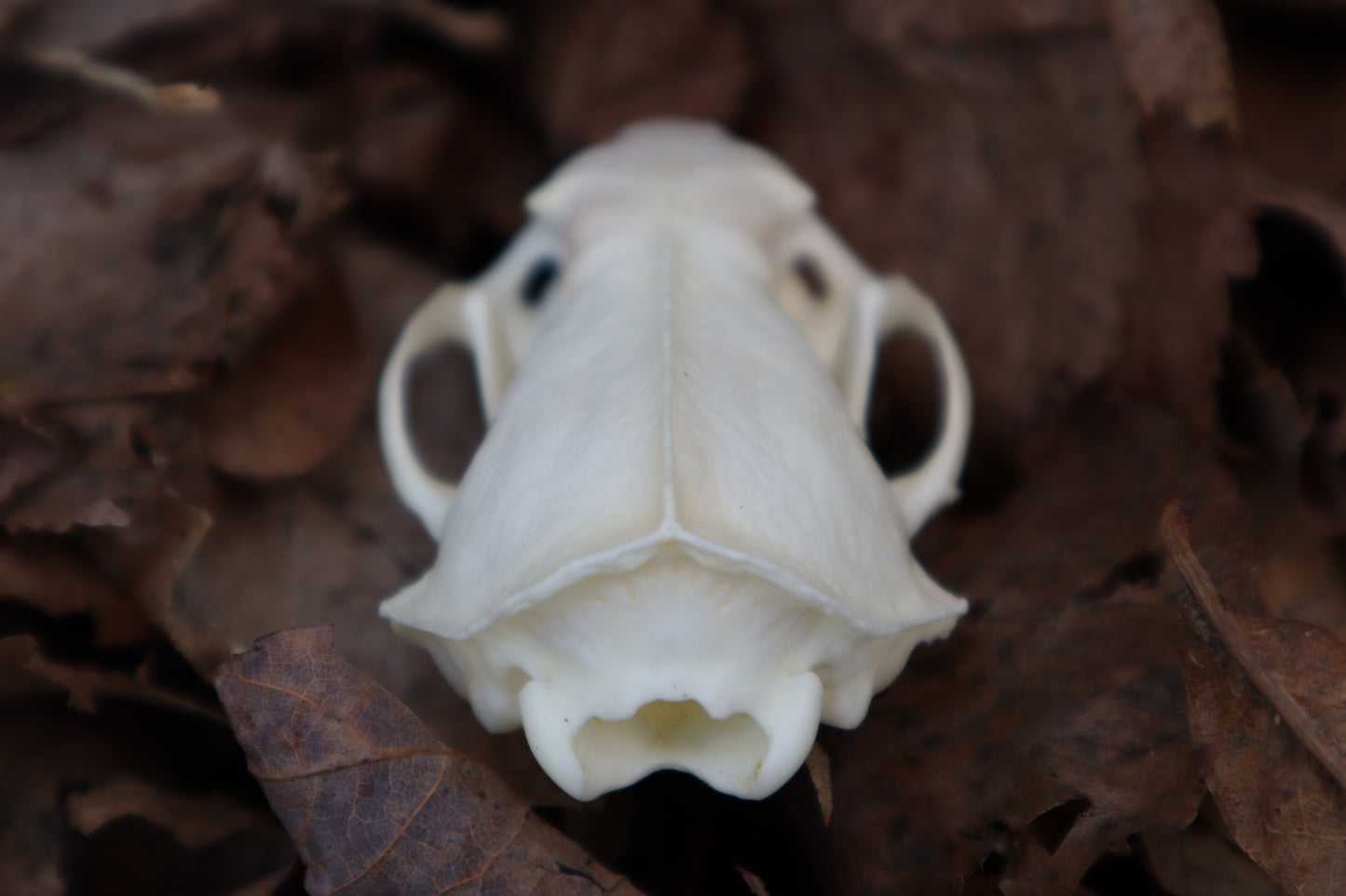 Reserved for Kaitlyn Michelle - Mink Skull