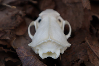 Reserved for Kaitlyn Michelle - Mink Skull