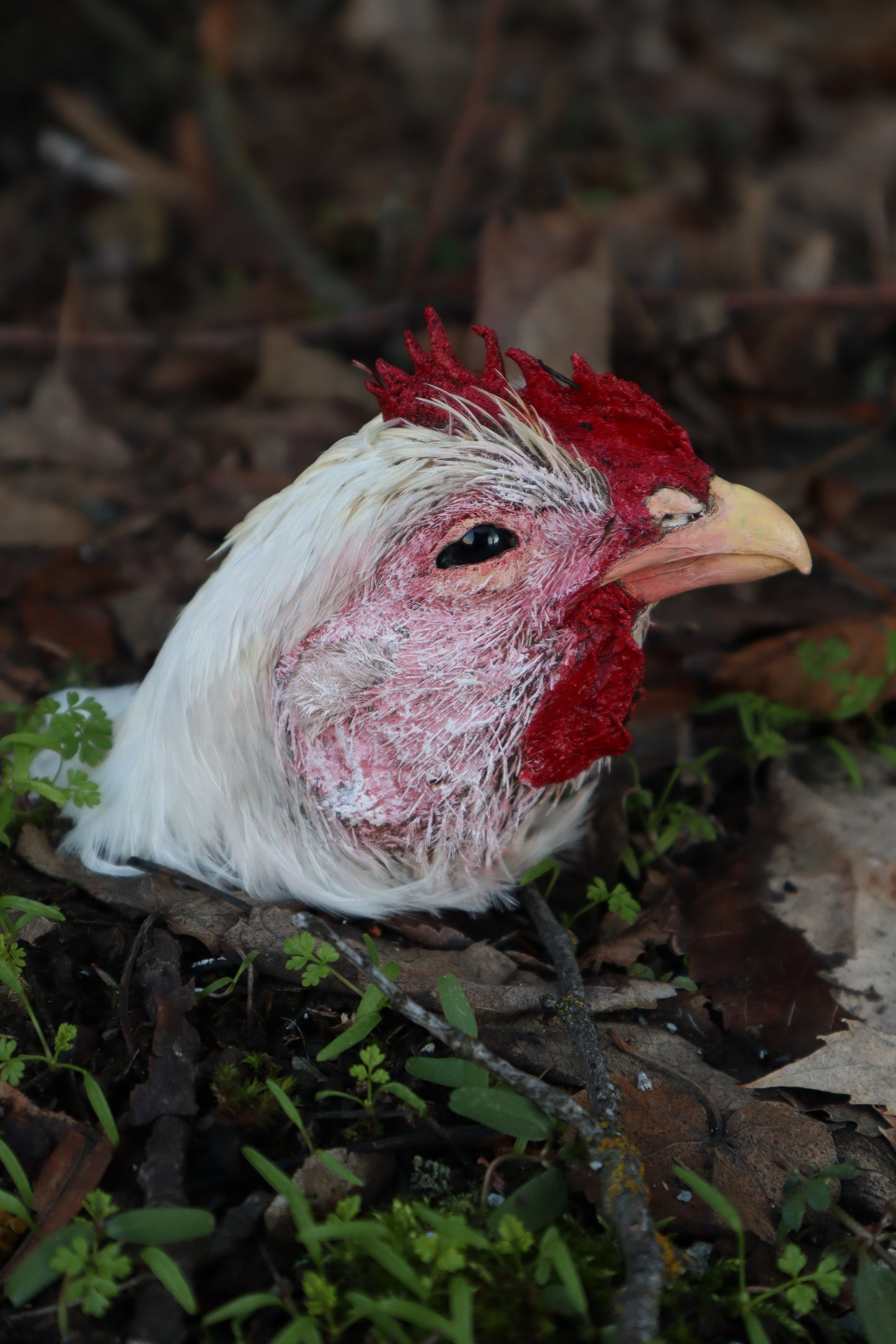 Taxidermy Chicken Head