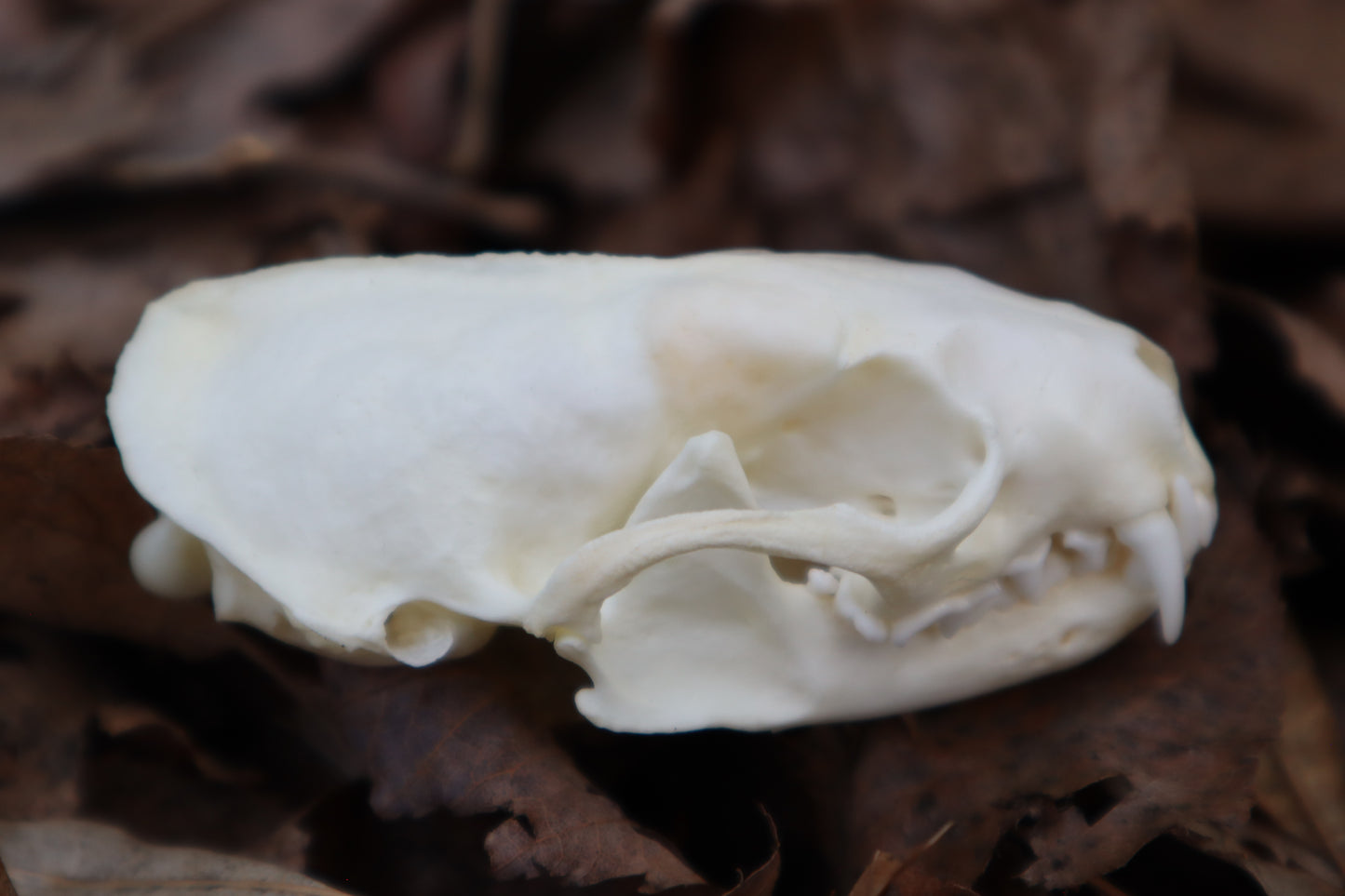 Reserved for Kaitlyn Michelle - Mink Skull