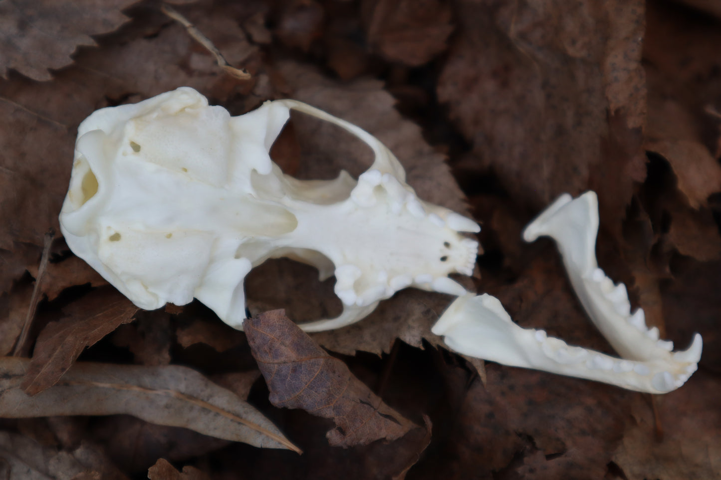 Reserved for Kaitlyn Michelle - Mink Skull