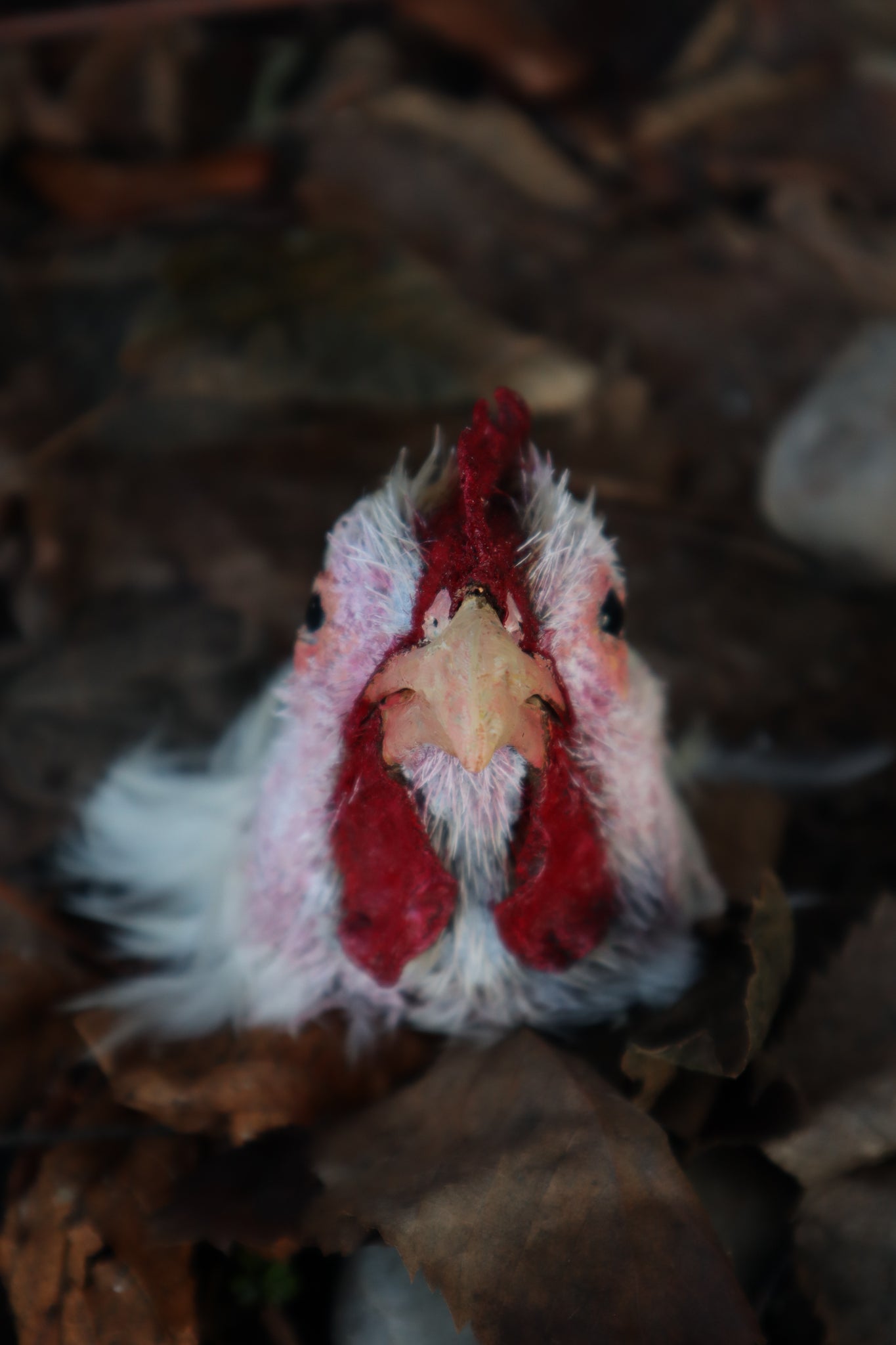 Taxidermy Chicken Head