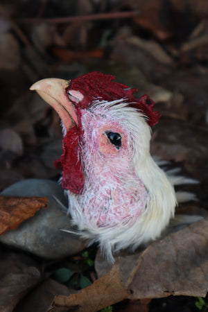 Taxidermy Chicken Head