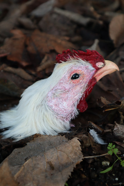 Taxidermy Chicken Head