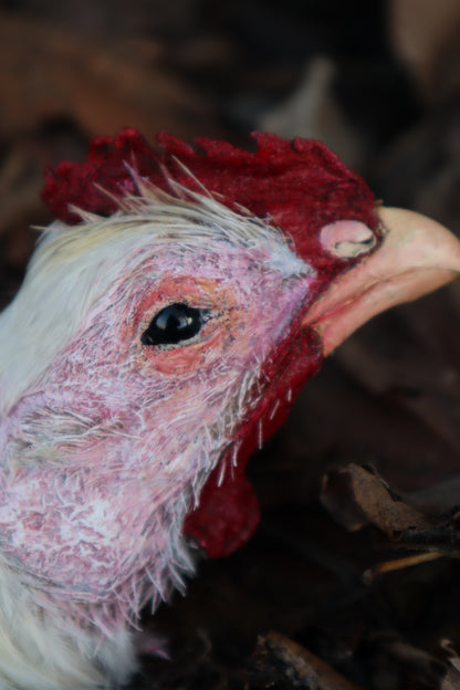 Taxidermy Chicken Head