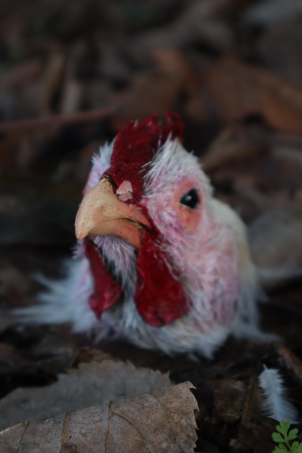 Taxidermy Chicken Head