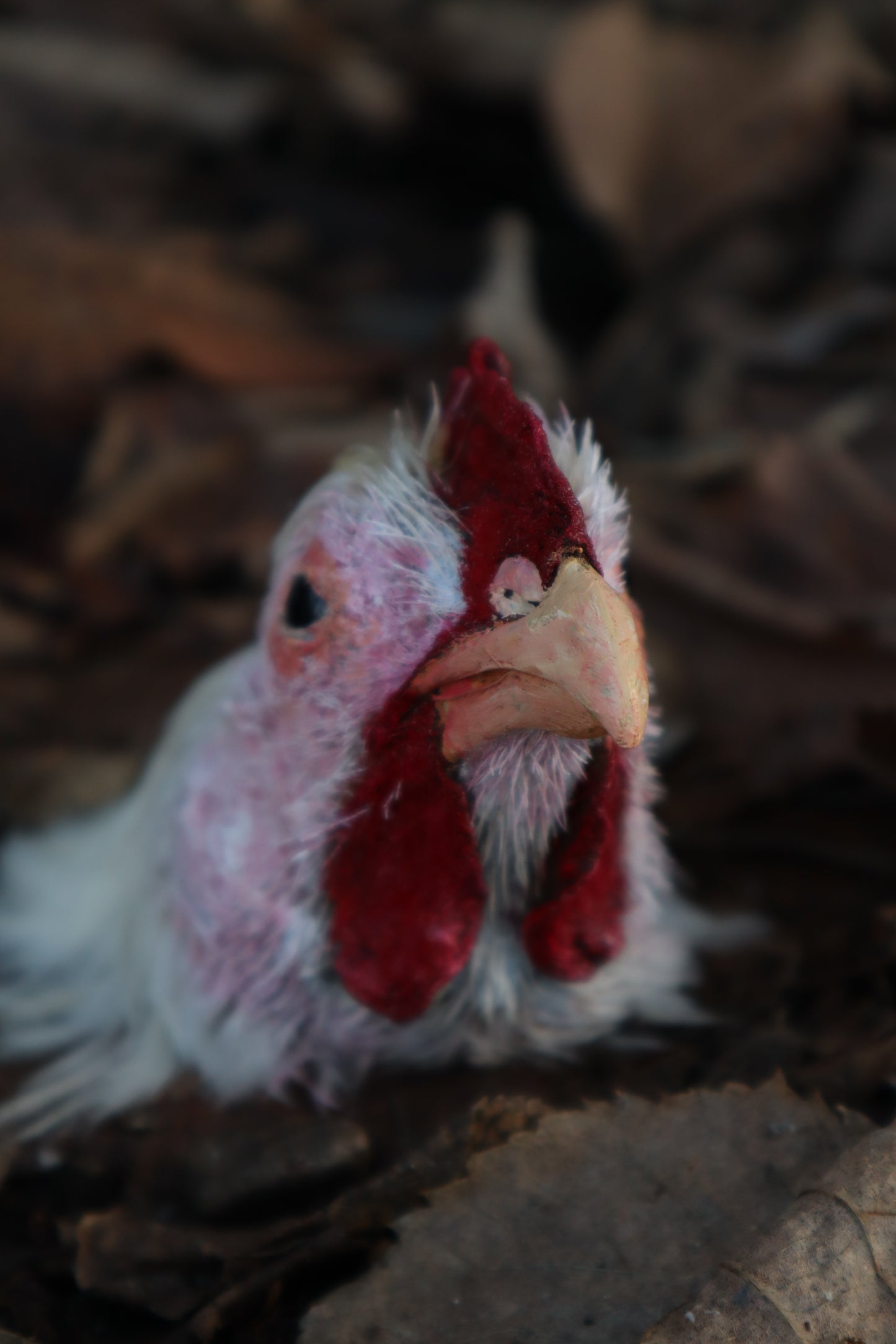 Taxidermy Chicken Head