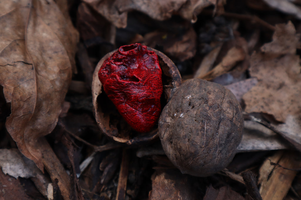Dry Preserved Chicken Heart