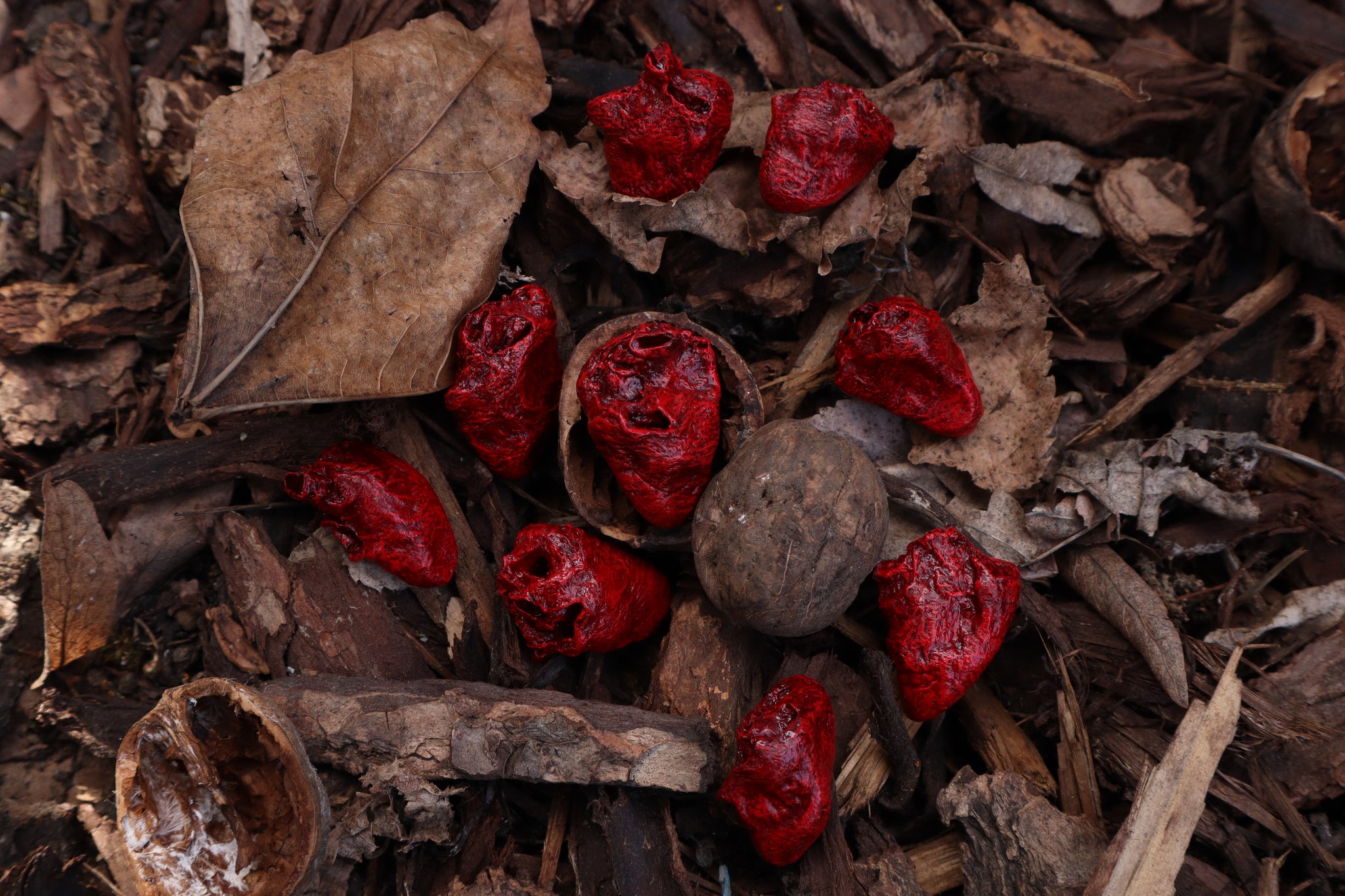 Dry Preserved Chicken Heart