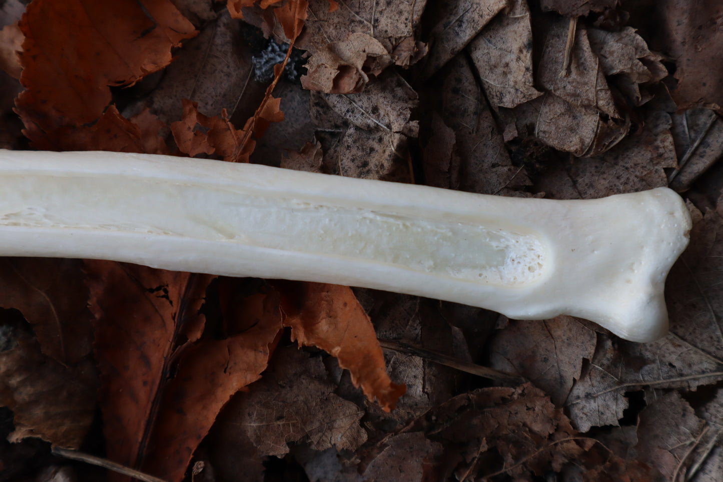 Wolf Bone Forest Spirit Incense Burner