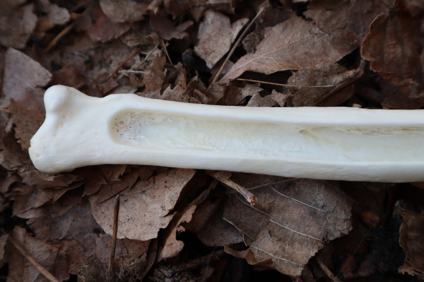 Wolf Bone Forest Spirit Incense Burner