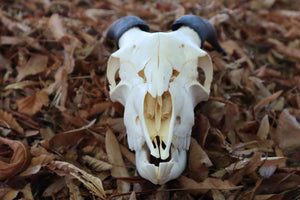 Medium Horned Boer Goat Skull