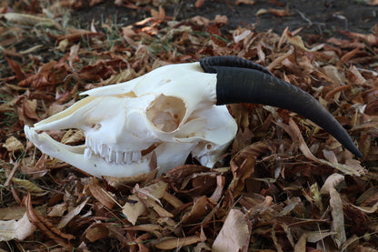 Medium Horned Boer Goat Skull