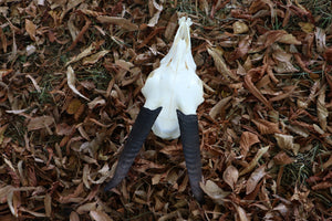 Medium Horned Boer Goat Skull