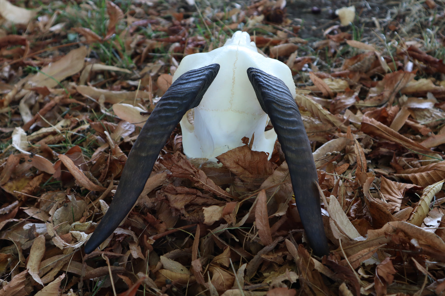 Medium Horned Boer Goat Skull