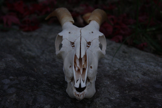 Small Goat Skull