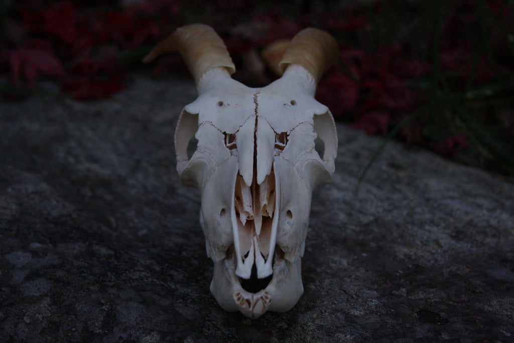 Small Goat Skull
