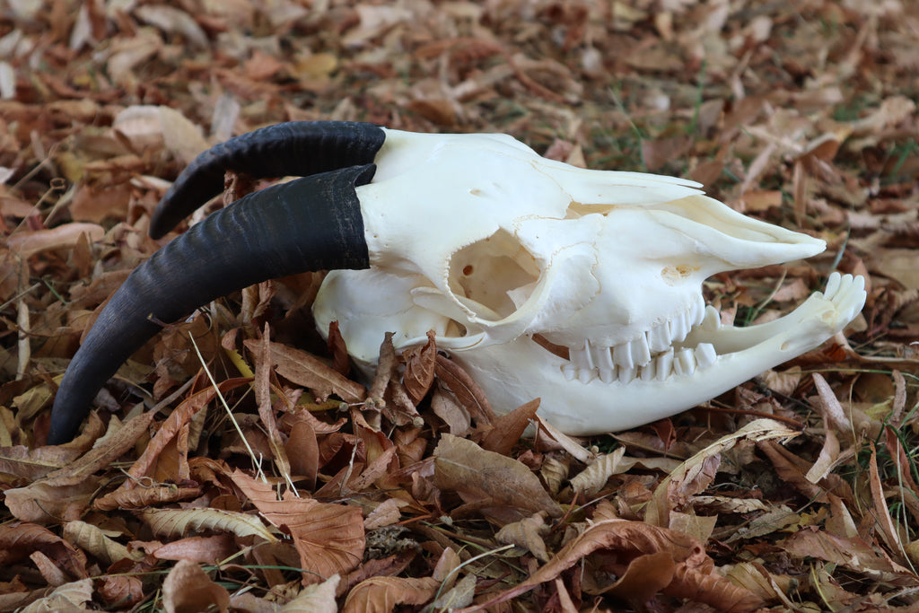 Medium Horned Boer Goat Skull
