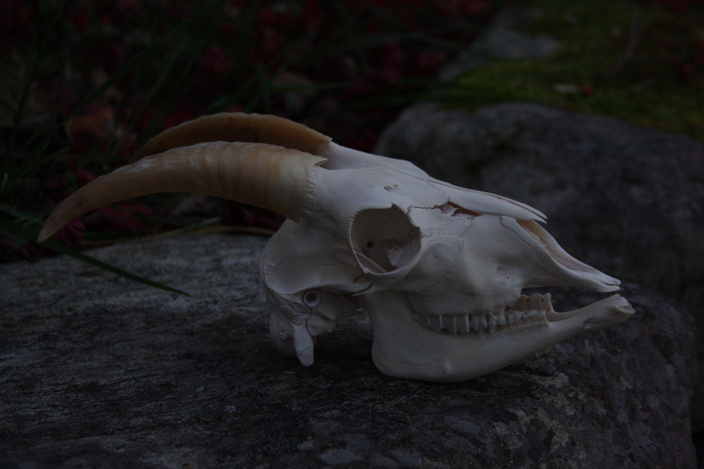 Small Goat Skull